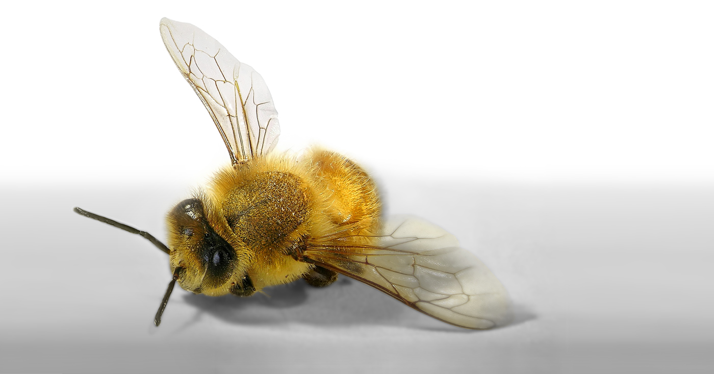 Neonikotinoide: Bienenkiller endlich verbieten / Campact-Appell / Fotocredit: Campact e.V. [CC BY-ND 2.0]