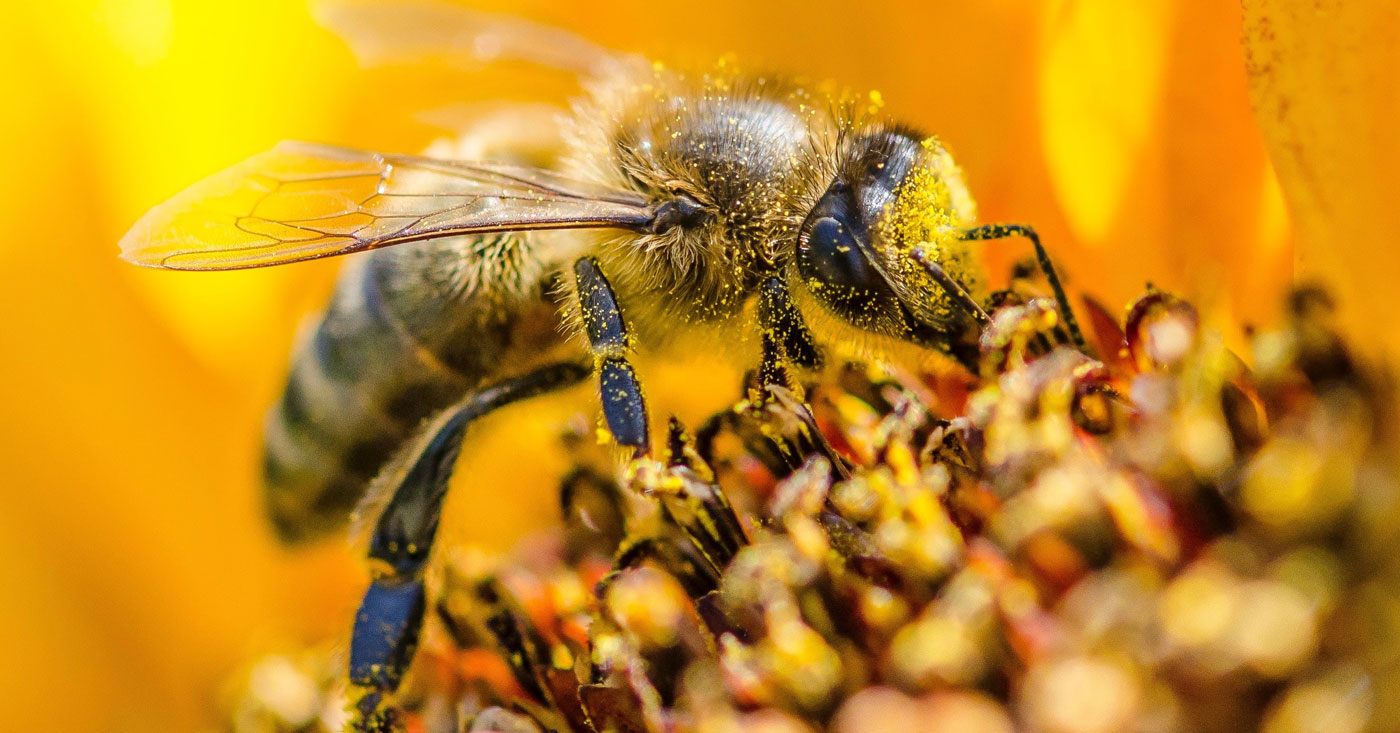 Erfolg für Bayerns Bienen: Volksbegehren wird Gesetz
