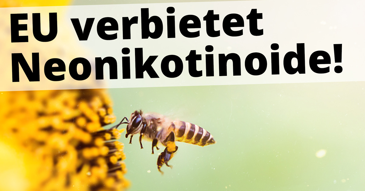 Insektensterben: Käfer werden vergessen – zu Unrecht - WELT
