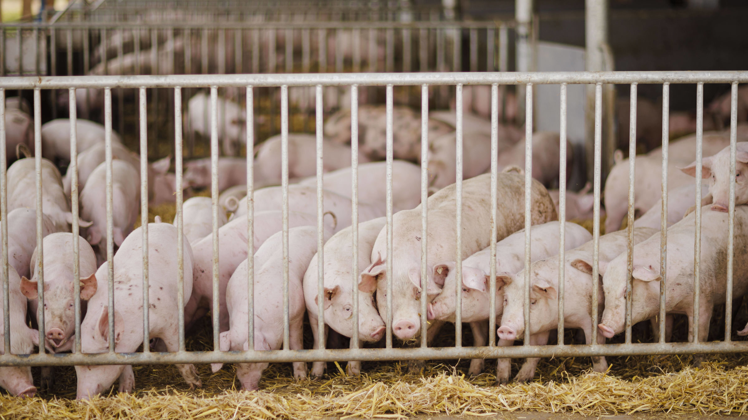 Schweine in einem Stall mit Außenklimareiz. Im Campact-Blog analysiert Chris Methmann, warum das neue Tierhaltungs-Label nur ein Trick ist und sich so an der Massentierhaltung nichts ändert.