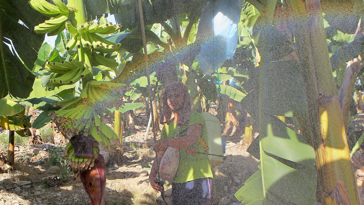 Ein Farmer versprüht Pestizide auf einer Bananen-Plantage.