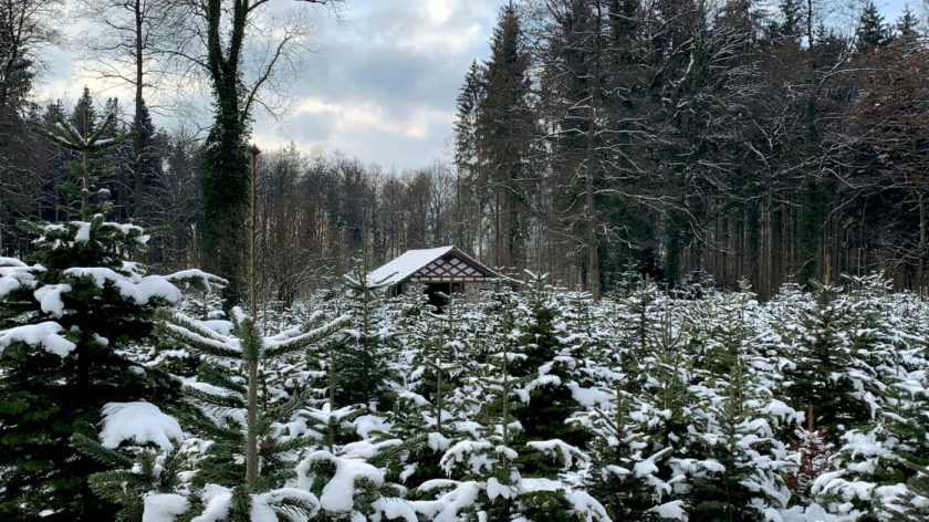 Das Foto zeigt eine Holzhütte in einem Wald mit einer Weihnachtsbaum -Farm. Im Hintergrund stehen mehrere hohe Bäume, im Vordergrund stehen mehrere kleine Tannen, die als Weihnachtsbäume geerntet werden. Auf den Bäumen liegt Schnee.