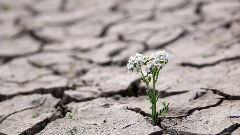 Ein einzelner Trieb Wiesenschafgarbe wächst auf ausgetrocknetem Boden. Die Wasserknappheit in Deutschland nimmt immer mehr zu.