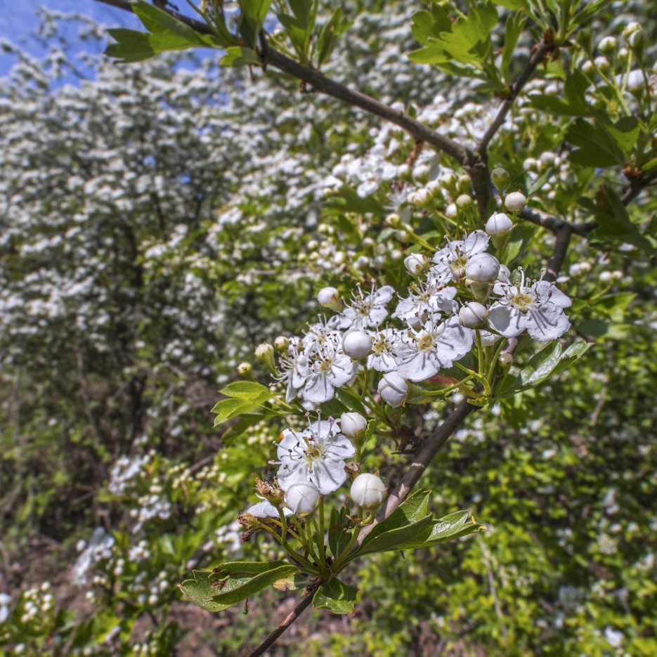 Das Foto zeigt einen blühenden Weißdorn-Busch mit vielen kleinen weißen Blüten. 