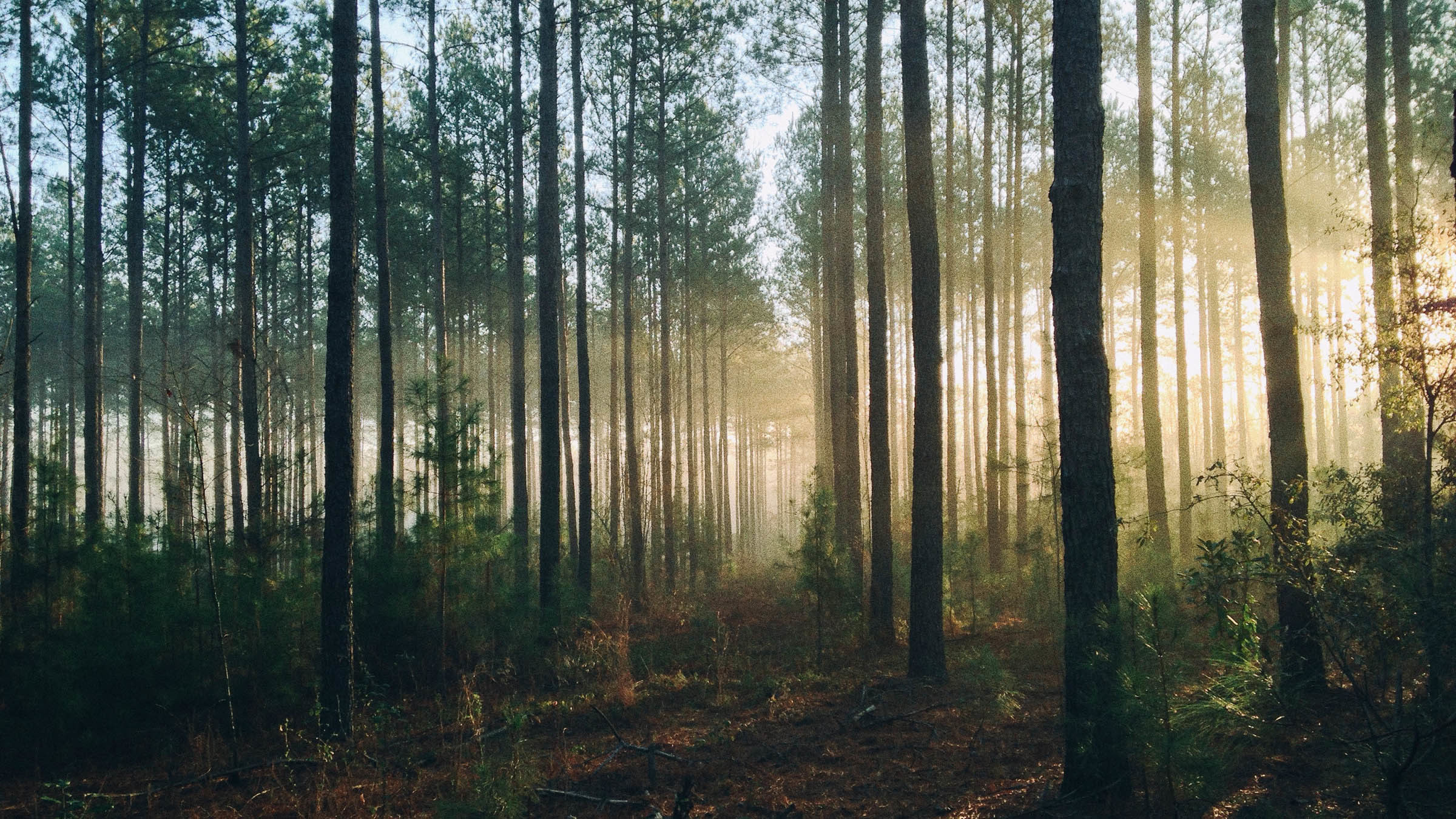 Lies hier, was Du zum Tag des Baumes tun kannst, um unsere Wälder zu schützen.