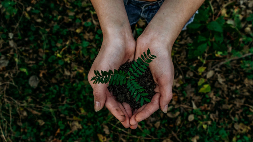 Zwei Hände halten ein kleines Pflänzchen in der Hand. Im Campact-Blog fordert Friedemann Ebelt: Her mit ökologischen Utopien für die digitale Welt!