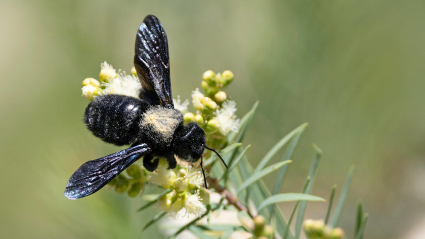 Das Foto zeigt eine eine Blauschwarze Holzbiene, die Nektar an einem Myrtenstrauch sucht.