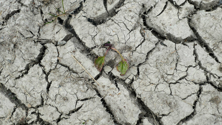 Das Foto zeigt eine Bodenfläche, bei der die Erde aufgeplatzt ist durch anhaltende Trockenheit. In der Mitte ist ein kleines, vertrocknetes Pflänzchen in einem der Risse zu erkennen.