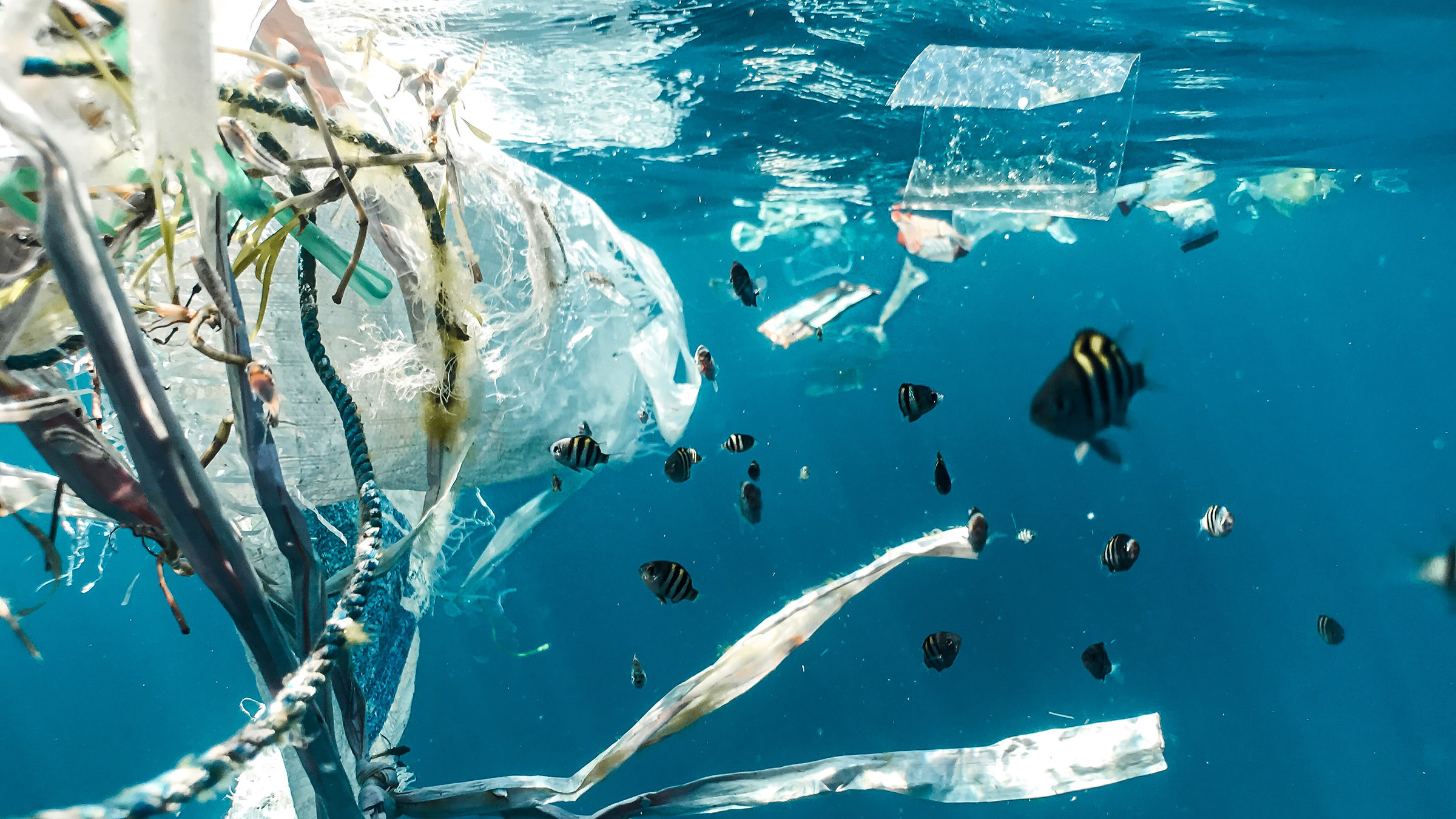 Schon bald könnte mehr Plastik als Fische in unseren Ozeanen schwimmen.