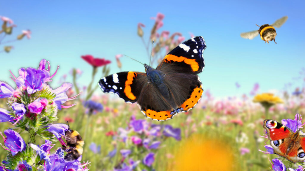 Ein Schmetterling fliegt über eine bunte Blumenwiese