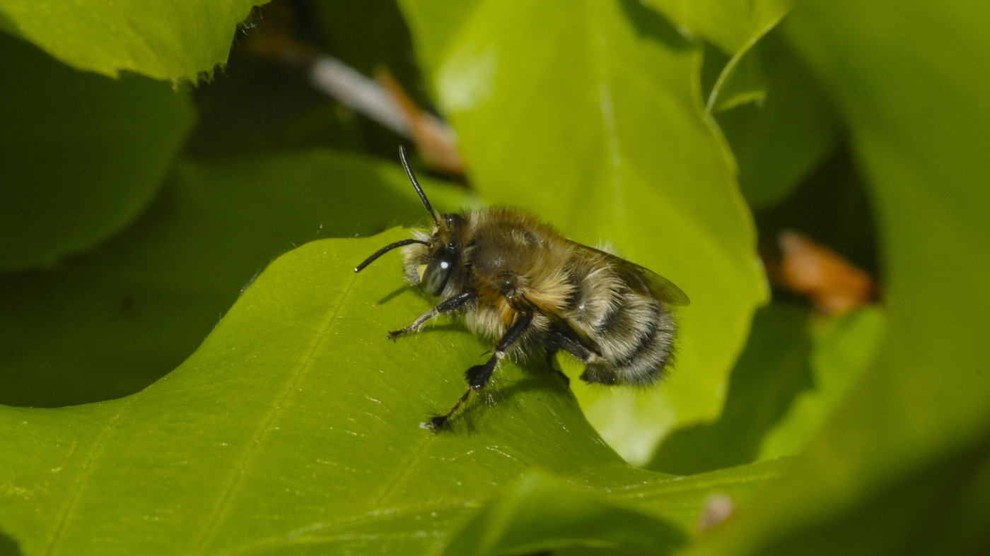 Eine Gewöhnliche Pelzbiene bzw. Gemeine Pelzbiene auf einem grünen Blatt.