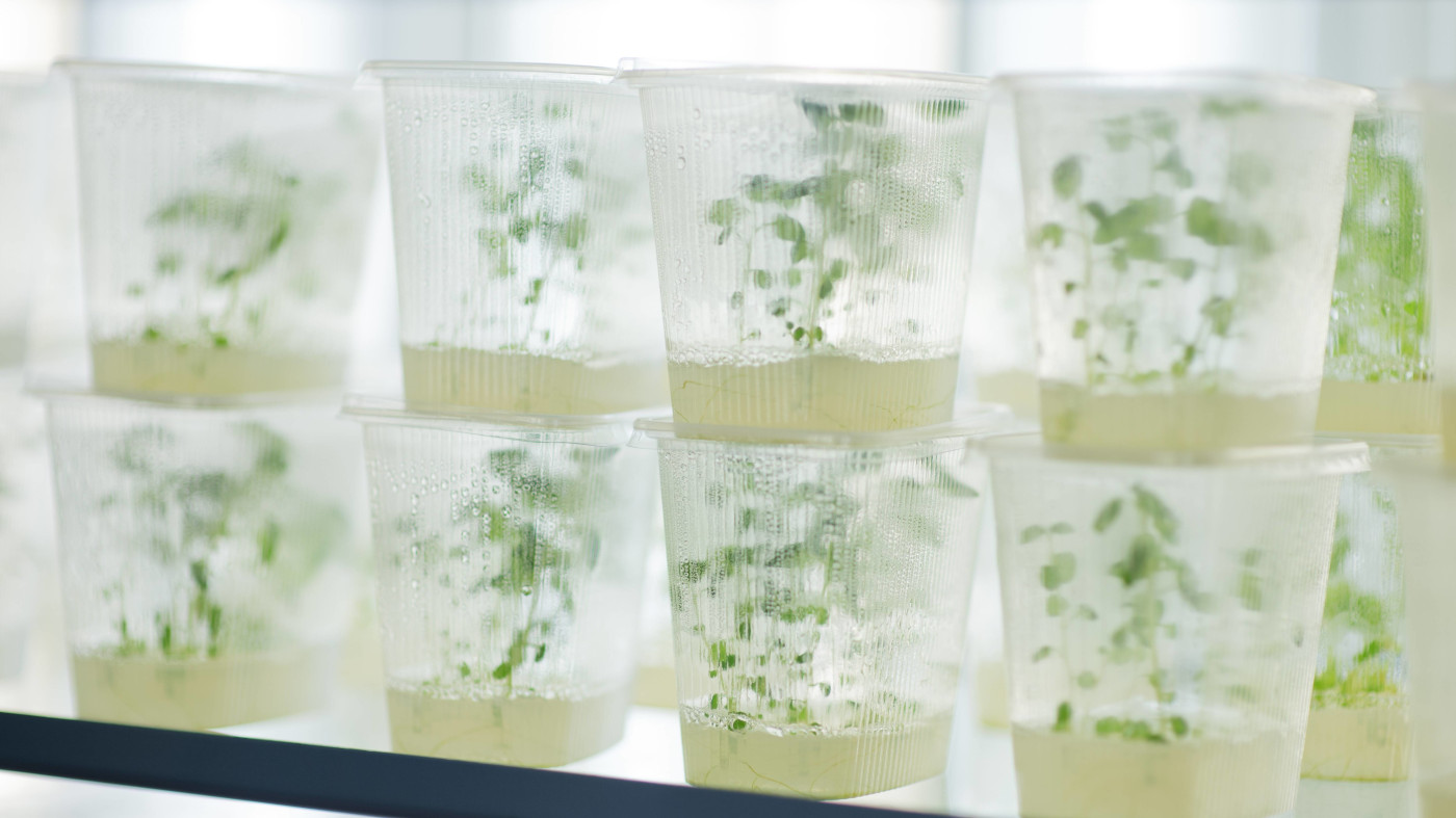 Kartoffelpflanzen wachsen in kleinen Plastikcontainern einem Reinraum im Institut für Biologie der Humboldt-Universität im Rahmen von Versuchen zum Vergleich von gentechnisch veränderten Pflanzen und nicht veränderten Pflanzen.