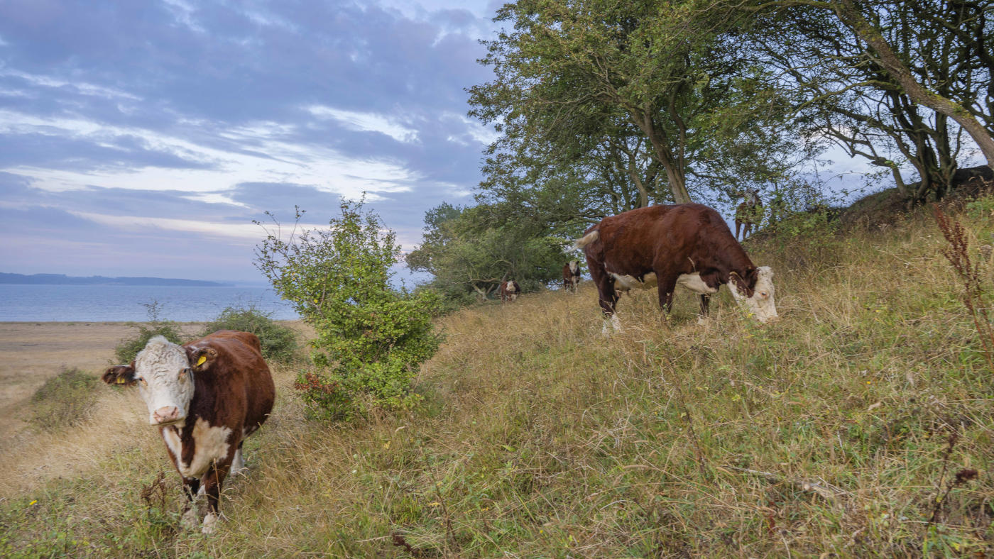 Grasende Rinder an der Ostseeküste. Extensive Tierhaltung in Dänemark.