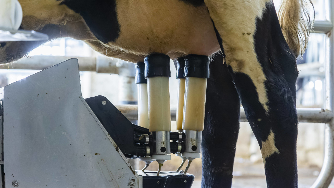 Eine Milchkuh auf einem Milchviehbetrieb in Sachsen an einer vollautomatische Selbstbedienungs- Melkstation, welche die Tiere selbstständig aufsuchen können.